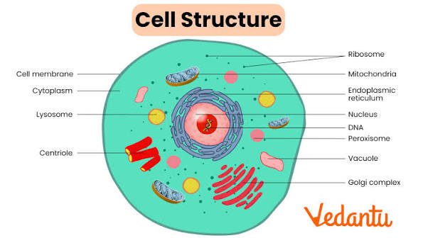 Labeled Animal Cell